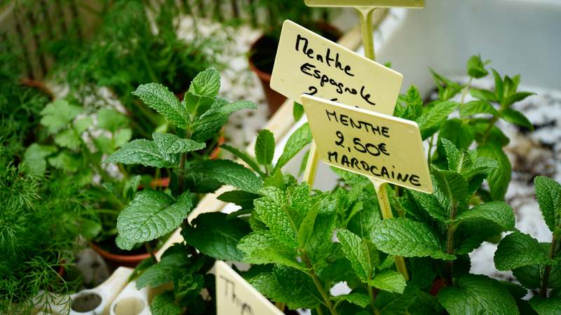 Homepage for Home Improvement Gardening & Outdoor Decor garden markers
